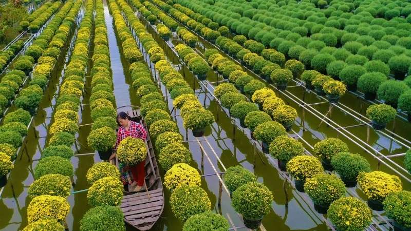 Giá các loại hoa Tết miền Nam năm 2026 dự báo sẽ tăng nhẹ từ 5 - 15%