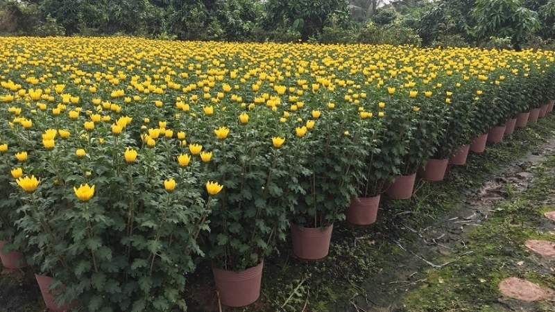 Ưu tiên thân chắc, lá xanh mướt không sâu bệnh và chọn chậu có tỷ lệ nụ lớn