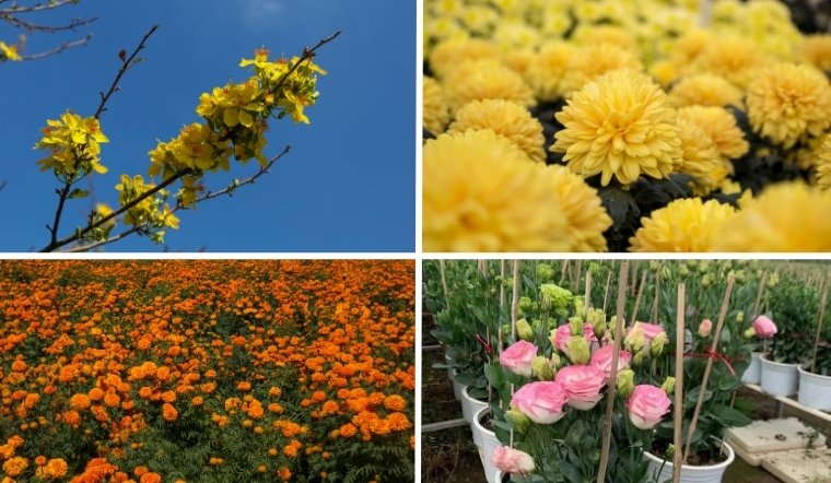 Tổng hợp các loại hoa Tết miền Nam đẹp và ý nghĩa nhất