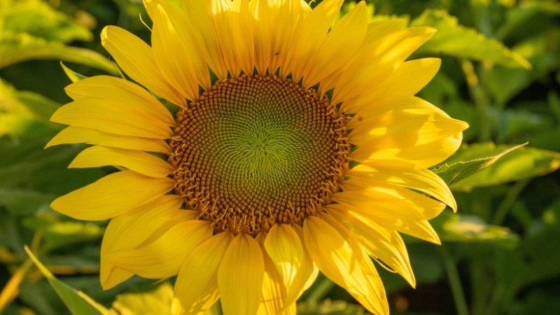 Hoa Hướng Dương