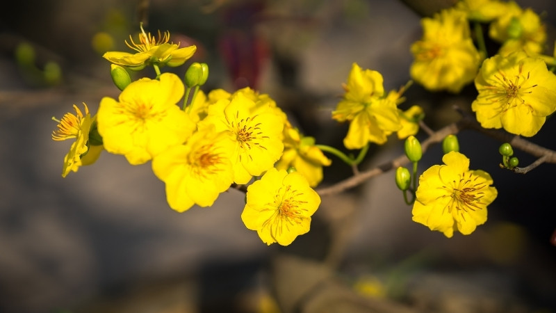 Hoa mai vàng tượng trưng cho sự quyền quý, may mắn và ngũ phúc