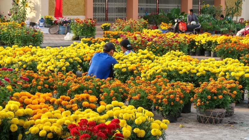 Các loại hoa Tết miền Nam phổ biến gồm hoa mai vàng, cúc mâm xôi, hoa vạn thọ,...