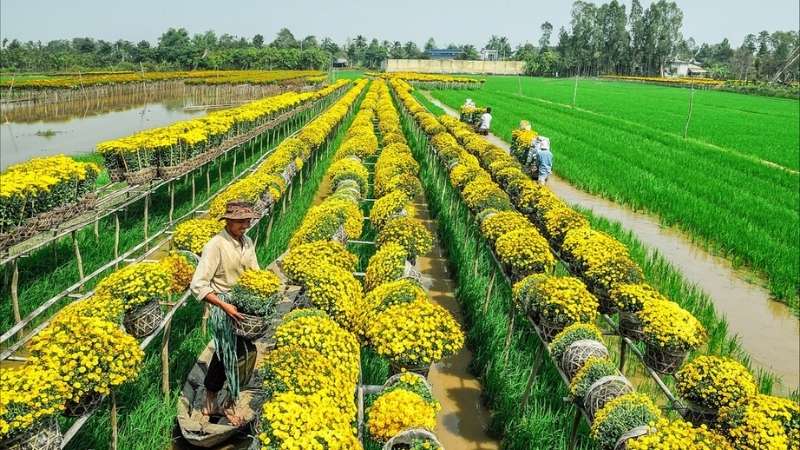 Khí hậu nắng ấm và độ ẩm thấp giúp các loại hoa Tết miền Nam phát triển mạnh