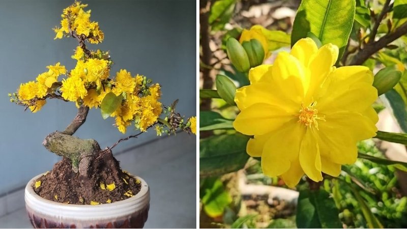 Các giống mai phổ biến năm 2026