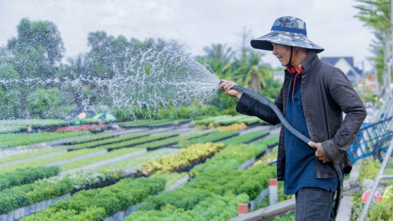 Bạn nên tưới nước vào gốc lúc sáng sớm hoặc chiều mát