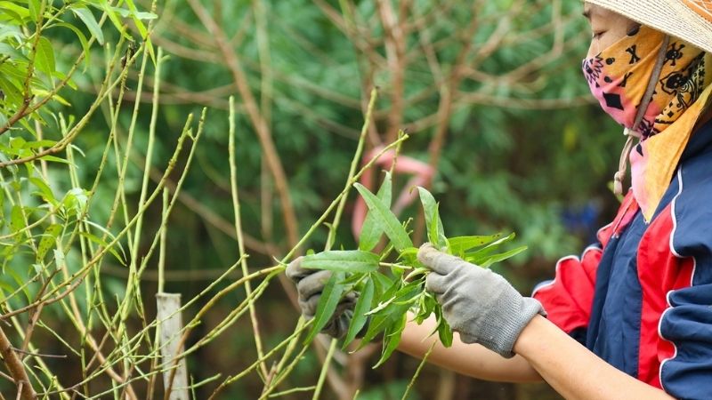 Tuốt lá đào đúng thời điểm chính là bí quyết trong cách chăm sóc đào ra hoa đúng Tết,