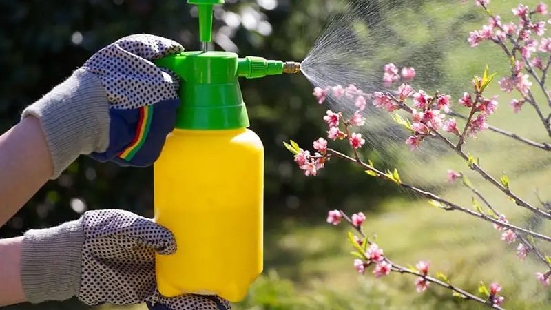 Tưới nước ấm vào gốc và thắp đèn sưởi ban đêm nhằm kích thích hoa bung nở kịp lúc