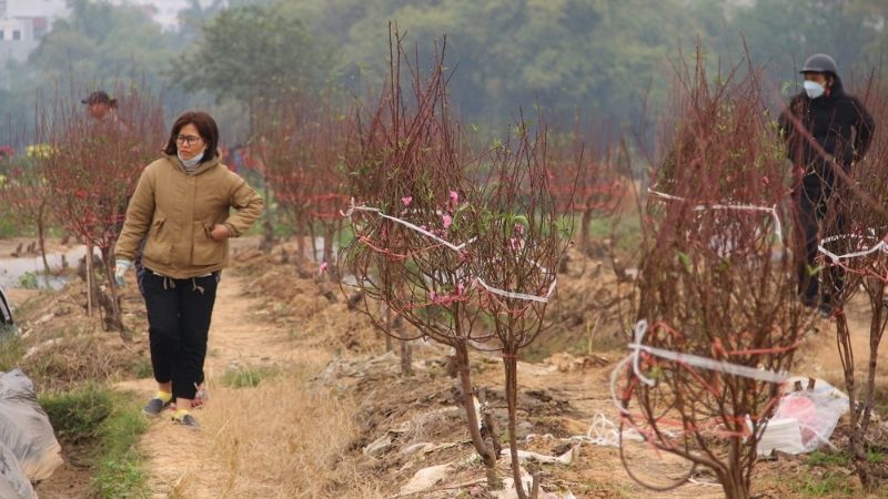 Che lưới đen hãm nắng, tưới nước lạnh và dừng toàn bộ việc bón phân