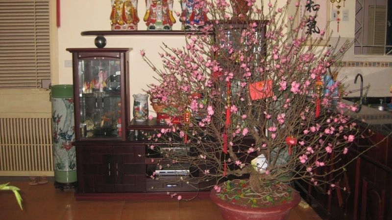 Bạn nên tưới nước cho đào sau khi tuốt lá