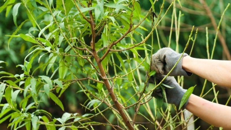 Tuốt lá theo chiều từ gốc đến ngọn bằng tay một cách nhẹ nhàng