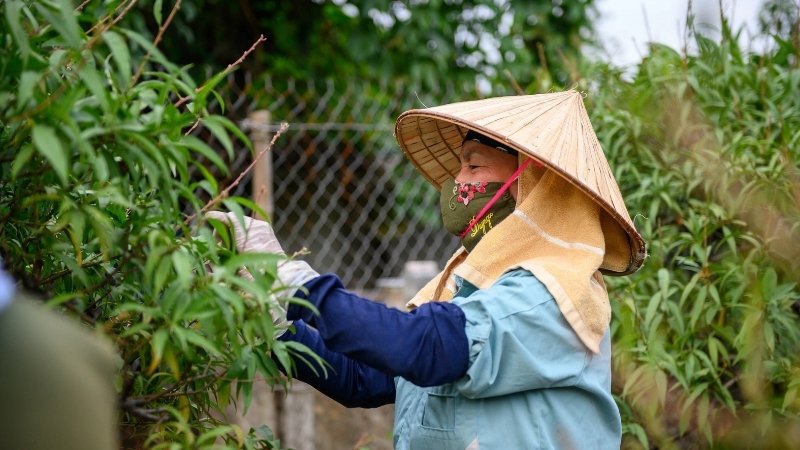 Thời điểm tuốt lá đào cho Tết 2026 lý tưởng nhất là từ giữa đến cuối tháng 11 Âm lịch