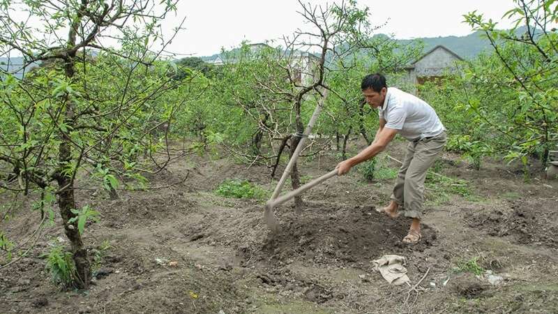 Kiểm soát dinh dưỡng giúp cây chuyển từ sinh trưởng lá sang phân hóa mầm hoa