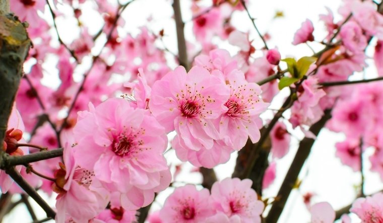 Duy trì độ ẩm vừa phải và đặt cây nơi thoáng mát để giữ hoa tươi lâu