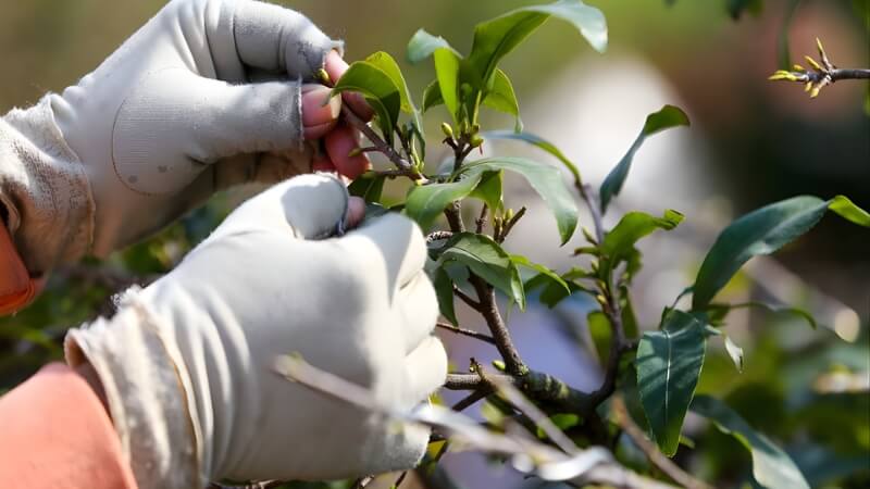 Kỹ thuật tuốt lá mai - Bước đệm quan trọng nhất