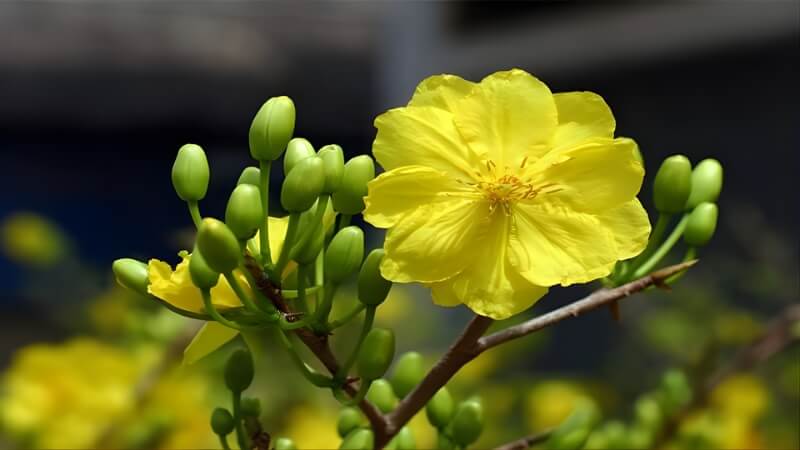 Kinh nghiệm chăm sóc mai sau khi kích nở