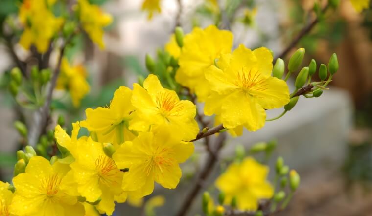 Cách làm mai nở sớm đúng Tết 2026 - 5 Tuyệt chiêu kích nụ thần tốc