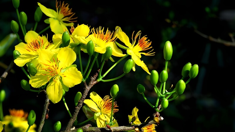 Sử dụng thuốc kích thích mai nở nhanh nhất