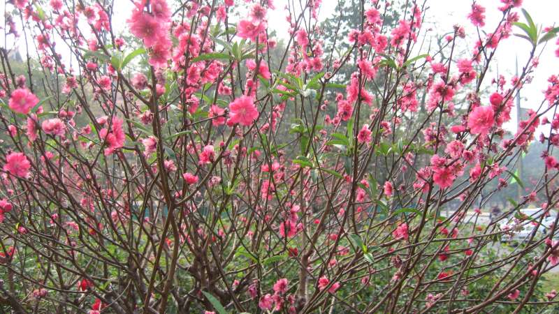 Tại sao cây đào bị héo sau khi thay chậu?