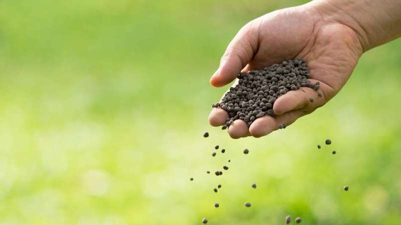 Kỹ thuật bón phân phục hồi