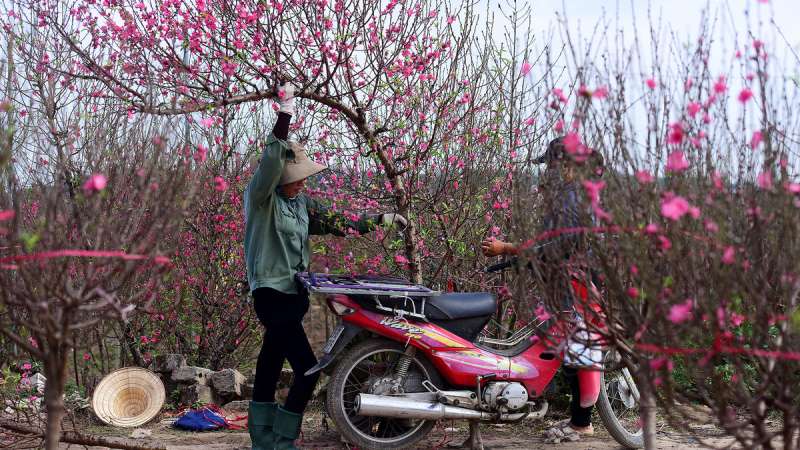 Chăm sóc cây đào trong chậu sau Tết