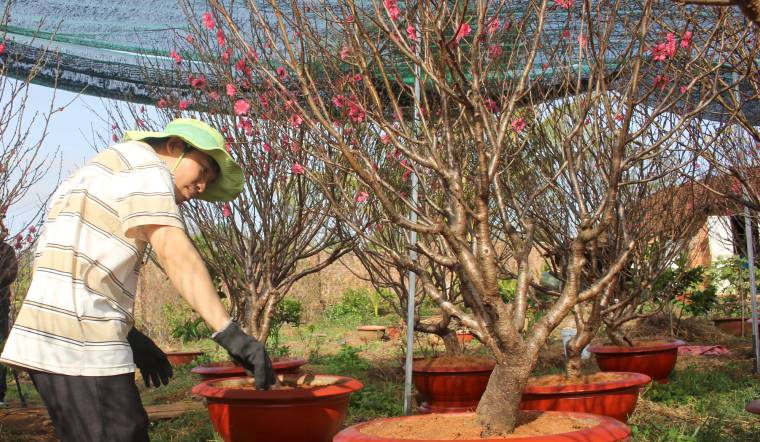 Hướng dẫn cách chăm sóc cây đào trong chậu sau Tết để ra hoa đẹp