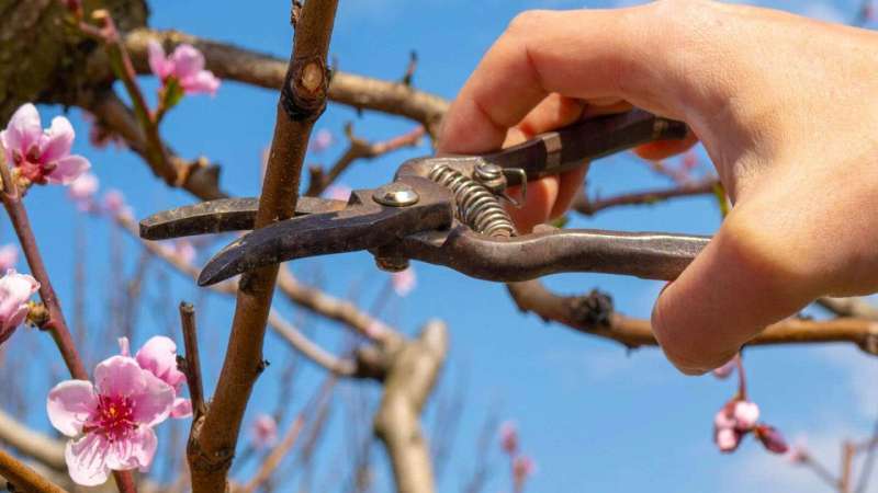 Cắt tỉa cành và tạo tán