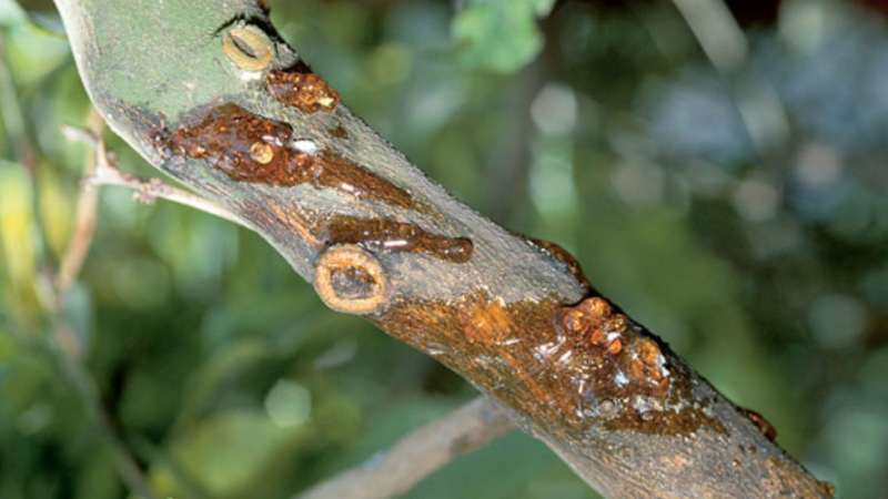 Bệnh chảy nhựa