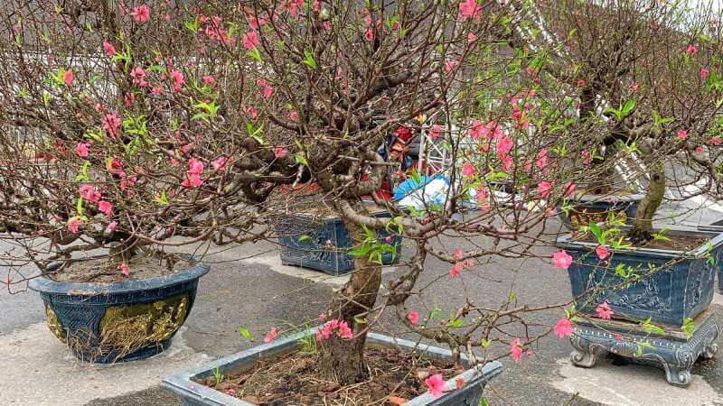 Tại sao cần chăm sóc đào ngay sau Tết?