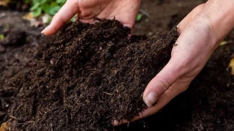 Làm đất và thay chậu mới