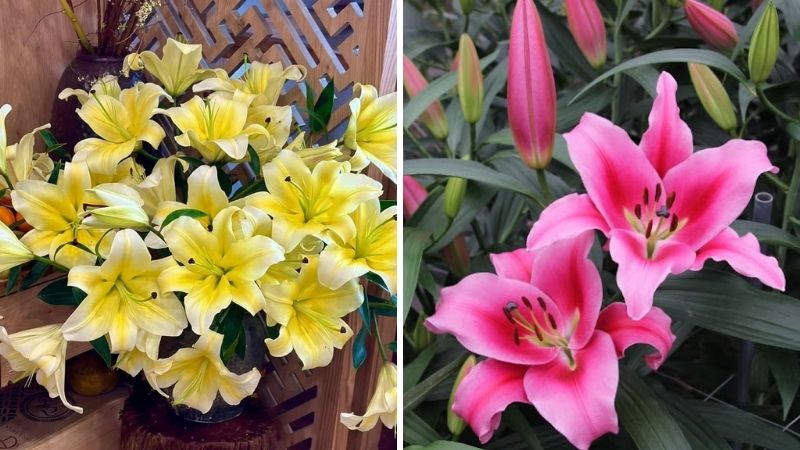 Hoa ly ù là gì? Cách chọn và cắm hoa ly ù đẹp chơi Tết