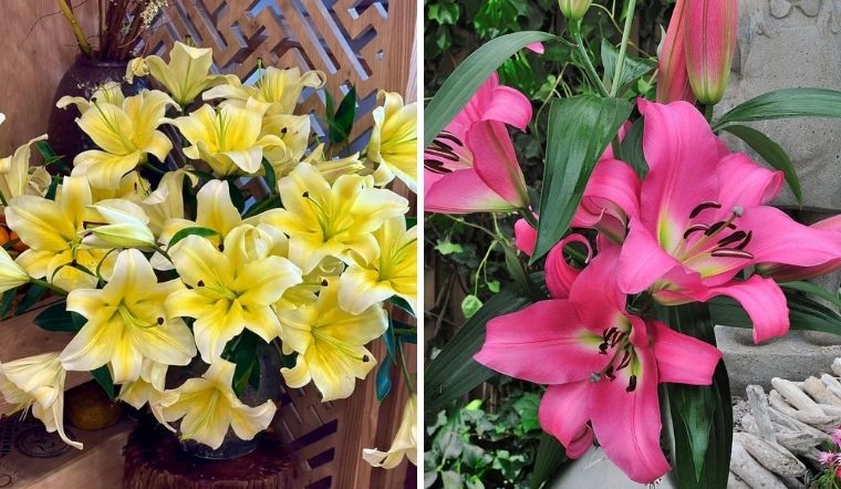 Hoa ly ù là gì? Đặc điểm nổi bật của dòng ly này Hoa ly ù là gì? Đặc điểm nổi bật của dòng ly này