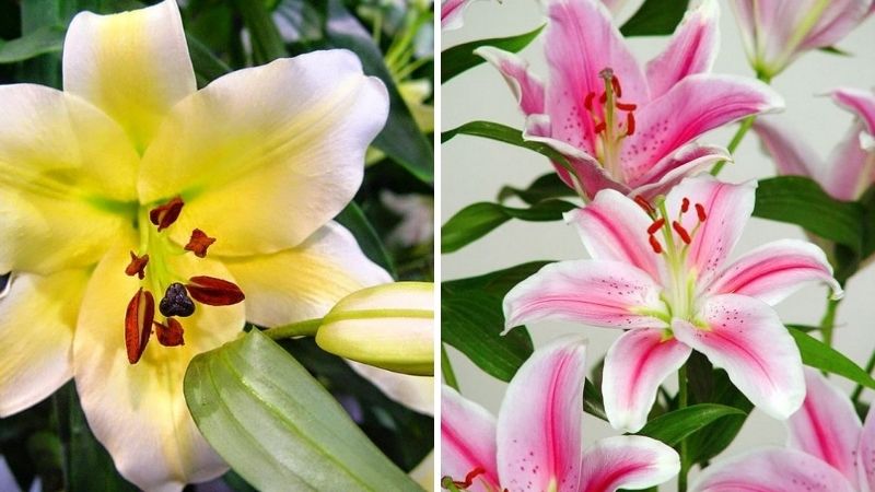 Phân biệt hoa ly ù và hoa ly thường (Ly nhọn) Phân biệt hoa ly ù và hoa ly thường (Ly nhọn)