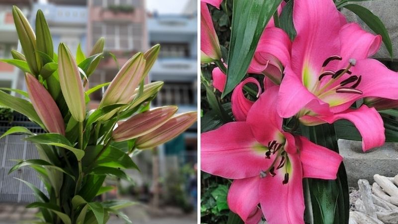 Kinh nghiệm chọn và giữ hoa ly ù tươi lâu từ nhà vườn Kinh nghiệm chọn và giữ hoa ly ù tươi lâu từ nhà vườn