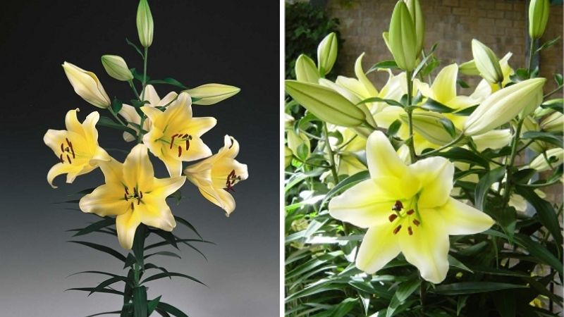 Giá hoa ly ù bao nhiêu? Cập nhật năm 2026 Giá hoa ly ù bao nhiêu? Cập nhật năm 2026