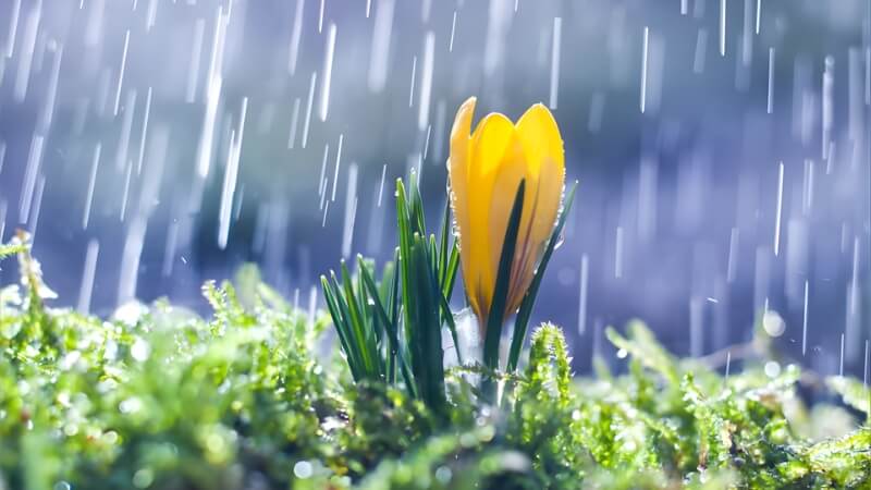 Những việc nên tránh trong tiết Cốc Vũ