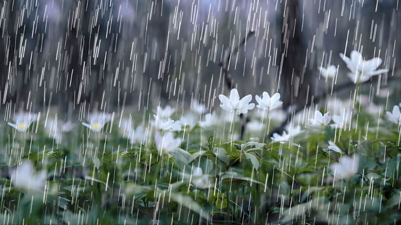 Những việc nên làm trong tiết Cốc Vũ 2026