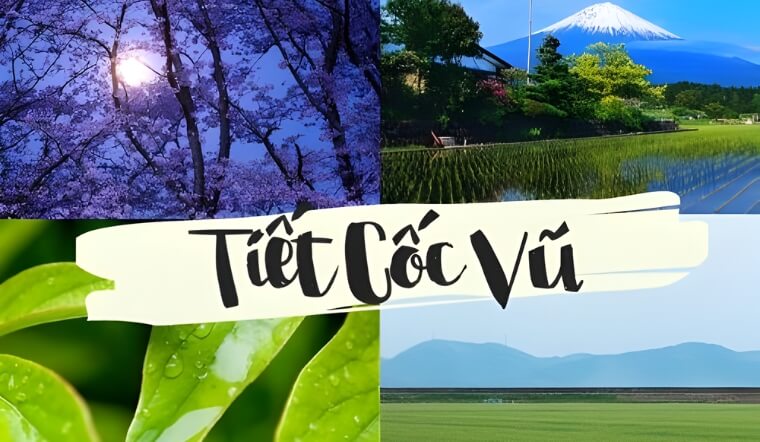 Tiết Cốc Vũ 2026 là ngày nào? Ý nghĩa trong nông nghiệp