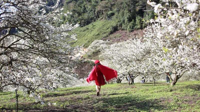 Hoa mận Mộc Châu
