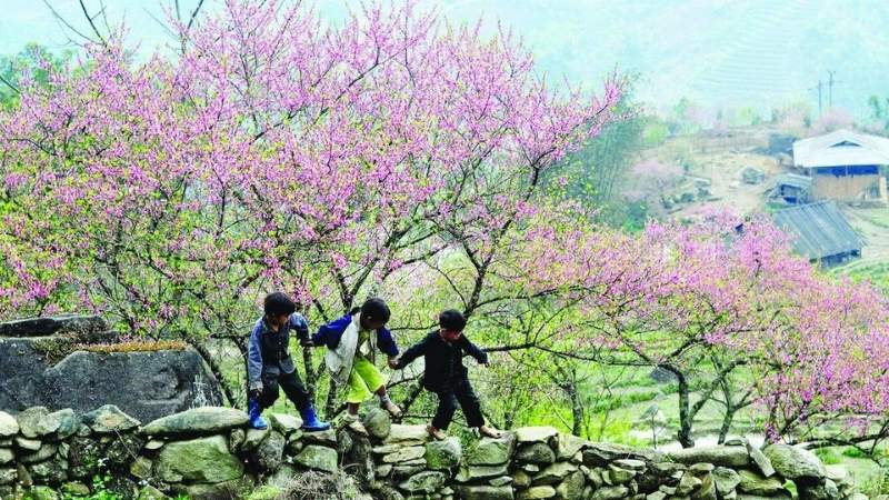 Hoa đào đá cao nguyên