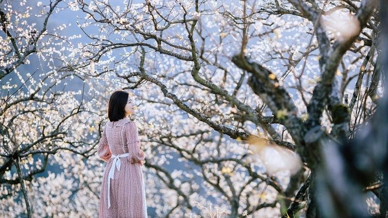 Sắc hoa rực rỡ khắp mọi nẻo đường Tây Bắc