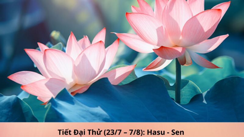 Tiết Đại Thử là gì?