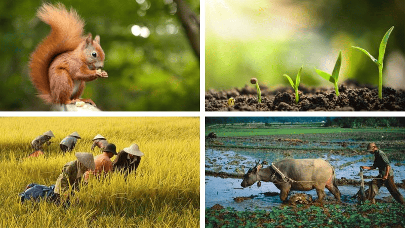 Ý nghĩa của tiết Đại Thử trong đời sống