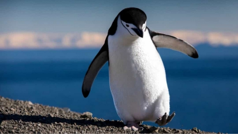 Chim cánh cụt đi bộ