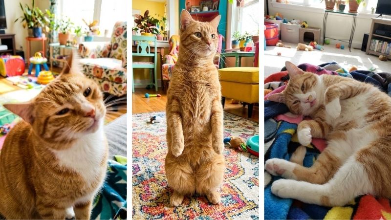 Hình nền mèo hài hước