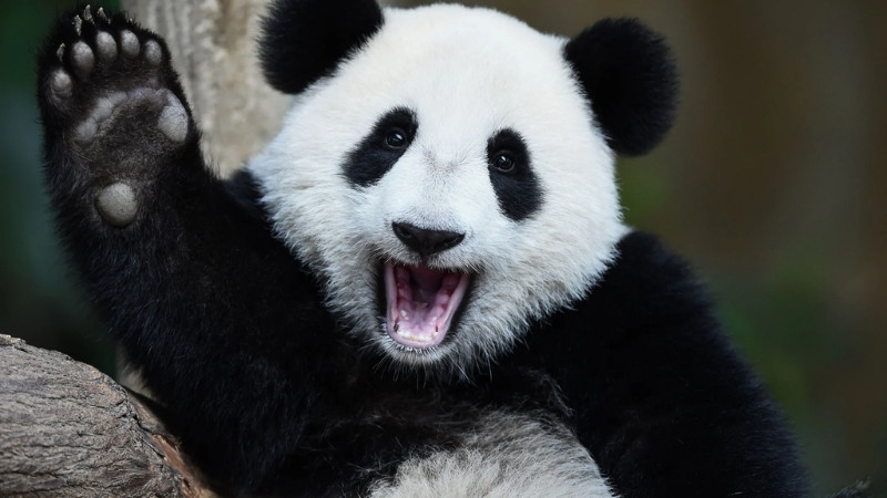 Gấu trúc vẫy tay