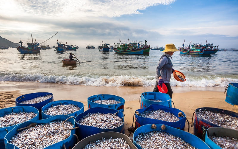 Nguồn gốc xuất xứ từ làng biển Trà Cổ