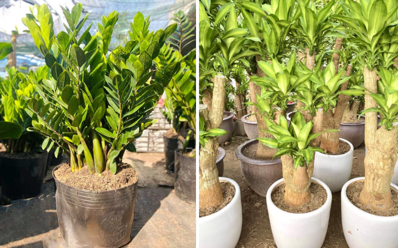 Cây cảnh phong thủy (Kim Tiền, Phát Tài)