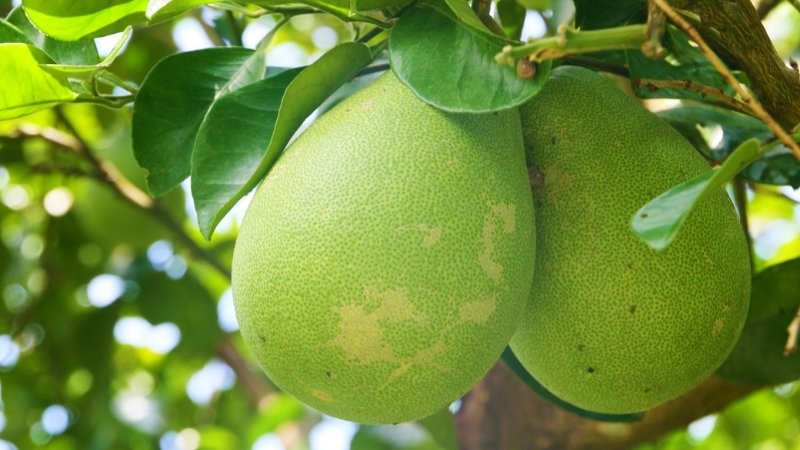 Bưởi tượng trưng cho sự trọn vẹn, viên mãn, giúp gia chủ cầu mong cuộc sống đủ đầy