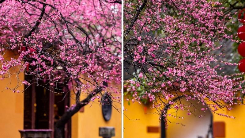 Ảnh chúc Tết Bính Ngọ 2026 phong cách truyền thống 1