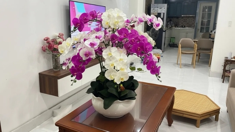 Chậu lan hồ điệp sang trọng